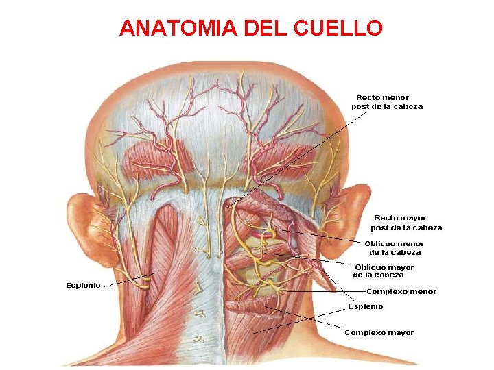 ANATOMIA DEL CUELLO 