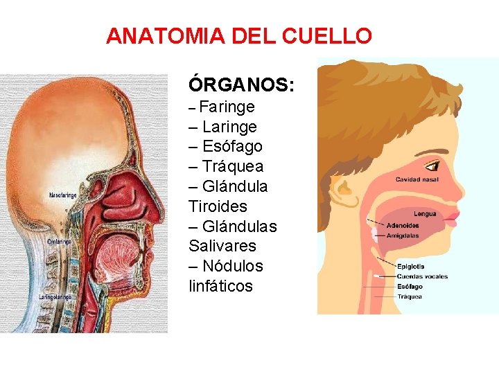 ANATOMIA DEL CUELLO ÓRGANOS: – Faringe – Laringe – Esófago – Tráquea – Glándula