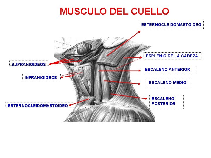 MUSCULO DEL CUELLO ESTERNOCLEIDOMASTOIDEO ESPLENIO DE LA CABEZA SUPRAHIOIDEOS ESCALENO ANTERIOR INFRAHIOIDEOS ESCALENO MEDIO