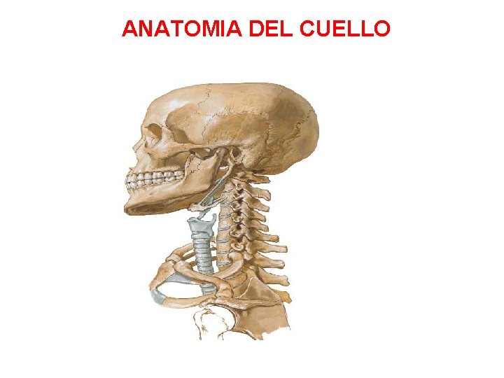 ANATOMIA DEL CUELLO 