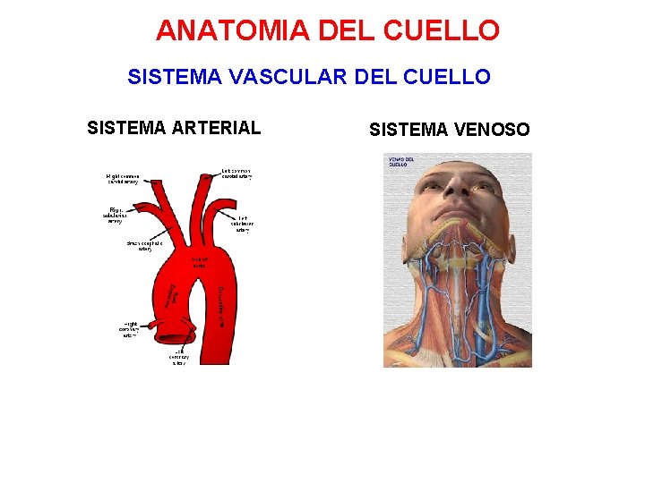 ANATOMIA DEL CUELLO SISTEMA VASCULAR DEL CUELLO SISTEMA ARTERIAL SISTEMA VENOSO 