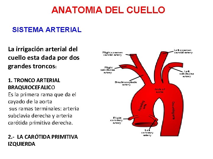 ANATOMIA DEL CUELLO SISTEMA ARTERIAL La irrigación arterial del cuello esta dada por dos