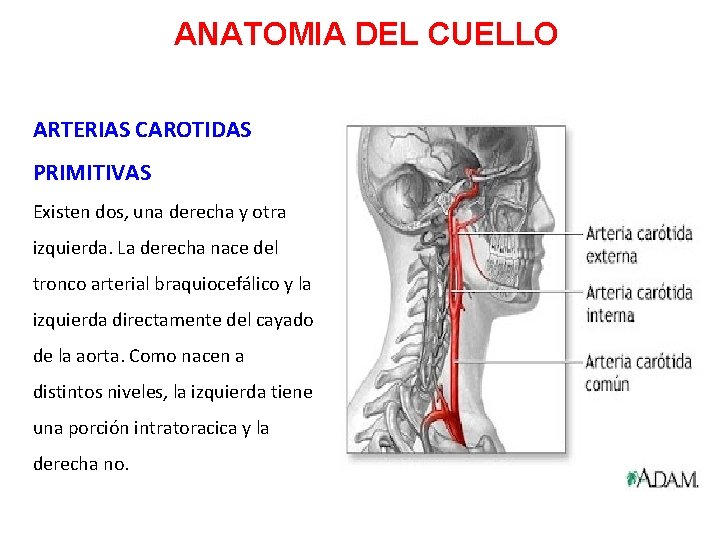 ANATOMIA DEL CUELLO ARTERIAS CAROTIDAS PRIMITIVAS Existen dos, una derecha y otra izquierda. La