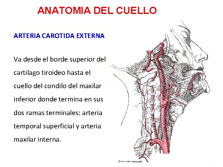 ANATOMIA DEL CUELLO ARTERIA CAROTIDA EXTERNA Va desde el borde superior del cartilago tiroideo