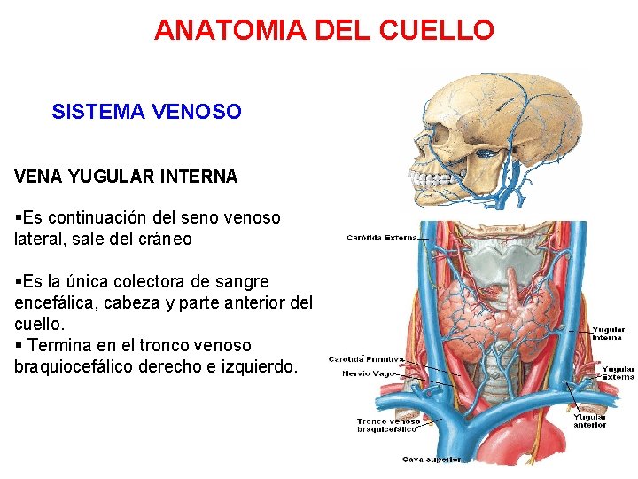 ANATOMIA DEL CUELLO SISTEMA VENOSO VENA YUGULAR INTERNA §Es continuación del seno venoso lateral,