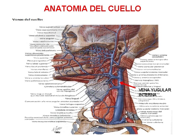 ANATOMIA DEL CUELLO VENA YUGULAR INTERNA 