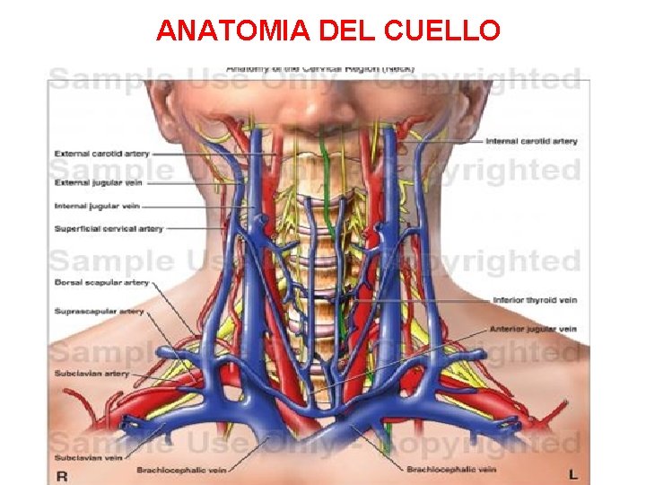 ANATOMIA DEL CUELLO 