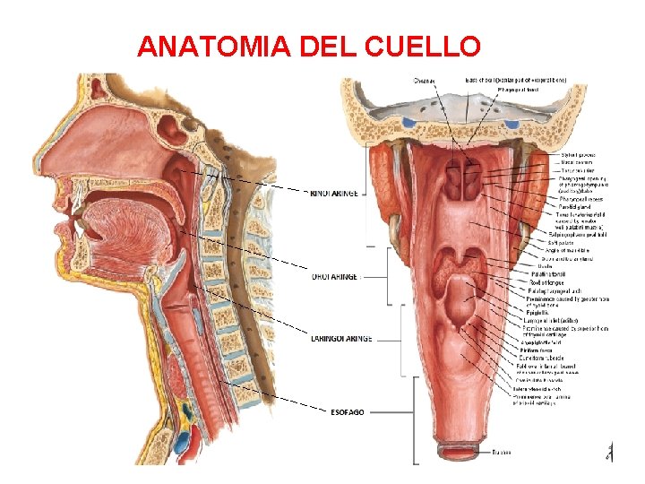 ANATOMIA DEL CUELLO ANATOMIA DEL CUELLO
