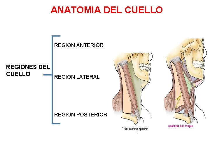 ANATOMIA DEL CUELLO REGION ANTERIOR REGIONES DEL CUELLO REGION LATERAL REGION POSTERIOR 