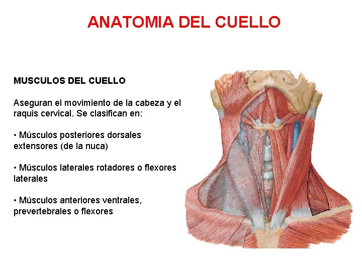 ANATOMIA DEL CUELLO MUSCULOS DEL CUELLO Aseguran el movimiento de la cabeza y el