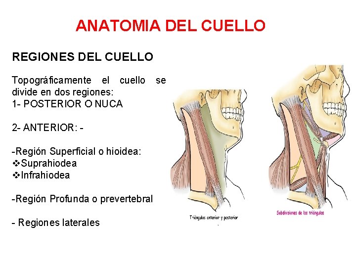 ANATOMIA DEL CUELLO REGIONES DEL CUELLO Topográficamente el cuello divide en dos regiones: 1