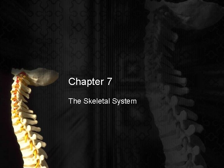 Chapter 7 The Skeletal System 