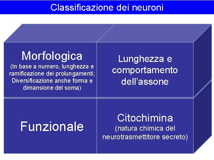 Classificazione dei neuroni Morfologica (In base a numero, lunghezza e ramificazione dei prolungamenti; Diversificazione