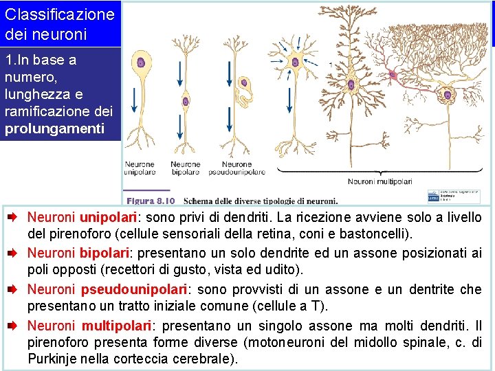 Classificazione dei neuroni 1. In base a numero, lunghezza e ramificazione dei prolungamenti Neuroni