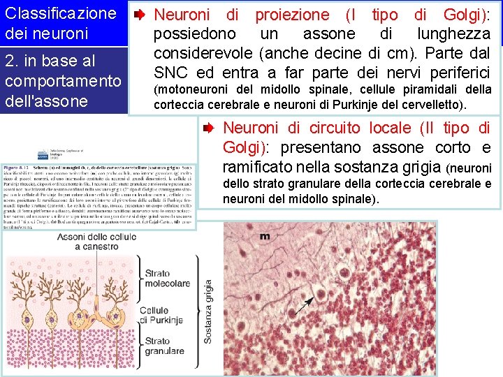 Classificazione dei neuroni 2. in base al comportamento dell'assone Neuroni di proiezione (I tipo