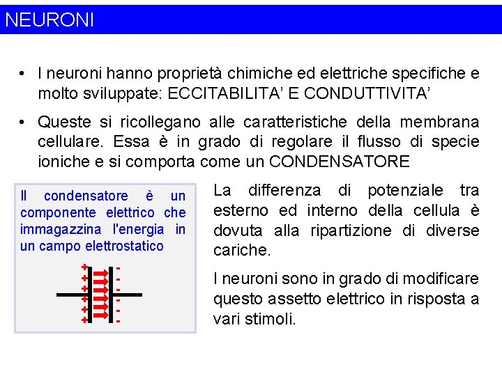 NEURONI • I neuroni hanno proprietà chimiche ed elettriche specifiche e molto sviluppate: ECCITABILITA’