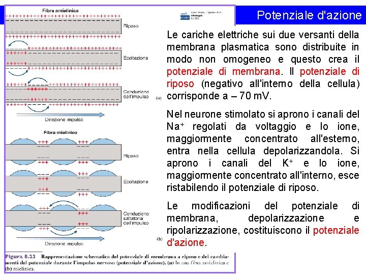 Potenziale d'azione Le cariche elettriche sui due versanti della membrana plasmatica sono distribuite in