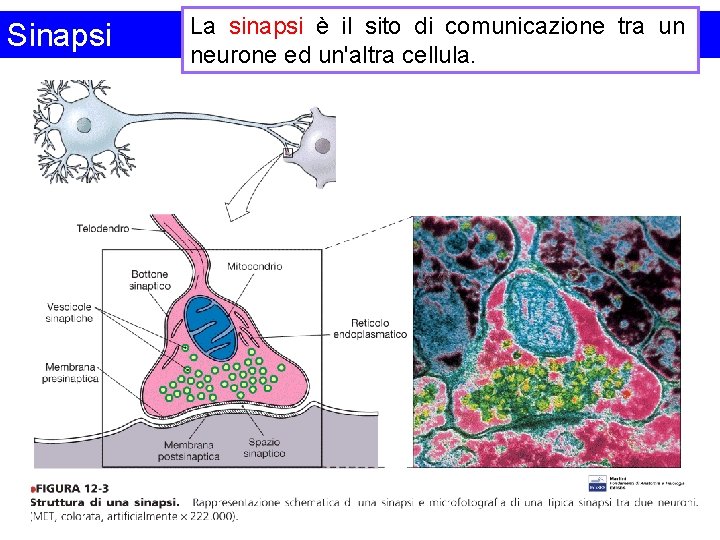Sinapsi La sinapsi è il sito di comunicazione tra un neurone ed un'altra cellula.