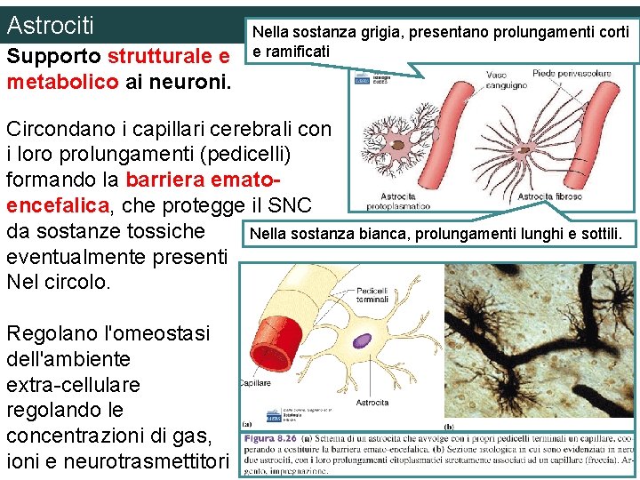 Astrociti Supporto strutturale e metabolico ai neuroni. Nella sostanza grigia, presentano prolungamenti corti e