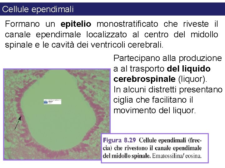 Cellule ependimali Formano un epitelio monostratificato che riveste il canale ependimale localizzato al centro