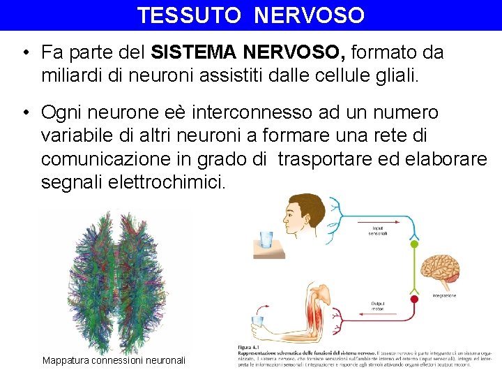 TESSUTO NERVOSO • Fa parte del SISTEMA NERVOSO, formato da miliardi di neuroni assistiti