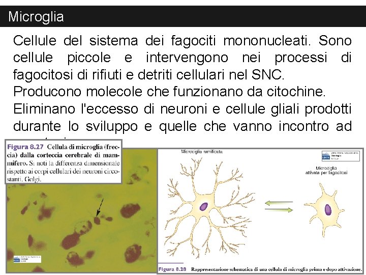 Microglia Cellule del sistema dei fagociti mononucleati. Sono cellule piccole e intervengono nei processi