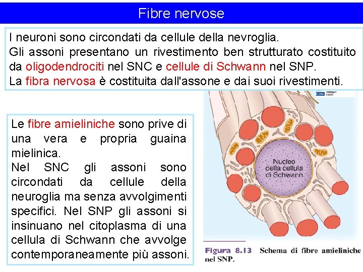 Fibre nervose I neuroni sono circondati da cellule della nevroglia. Gli assoni presentano un