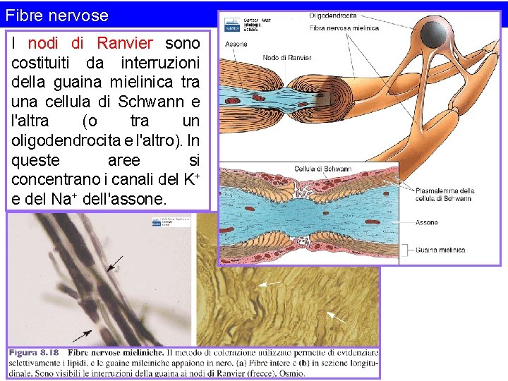 Fibre nervose I nodi di Ranvier sono costituiti da interruzioni della guaina mielinica tra