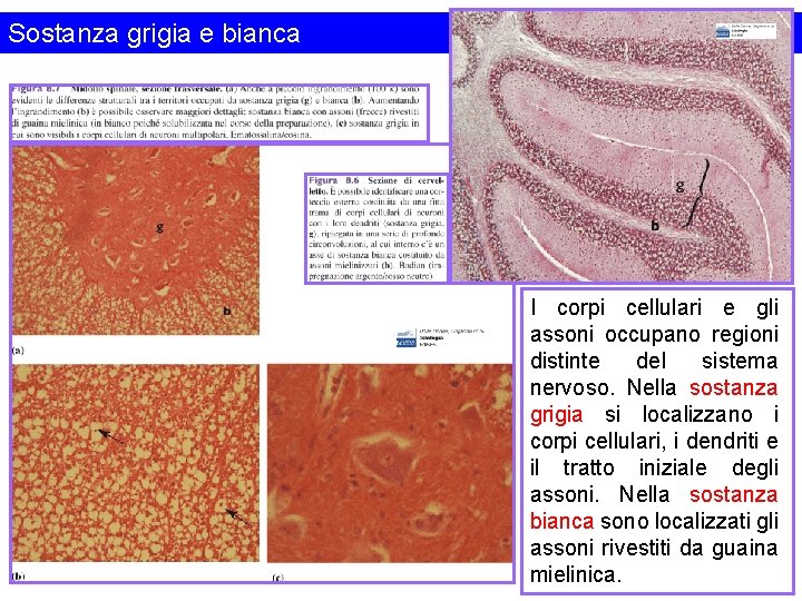 Sostanza grigia e bianca I corpi cellulari e gli assoni occupano regioni distinte del