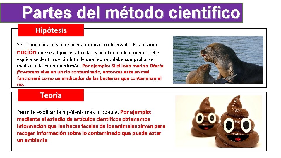 Partes del método científico Hipótesis Se formula una idea que pueda explicar lo observado.