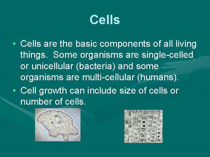 Cells • Cells are the basic components of all living things. Some organisms are