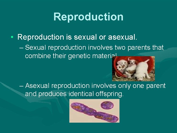 Reproduction • Reproduction is sexual or asexual. – Sexual reproduction involves two parents that