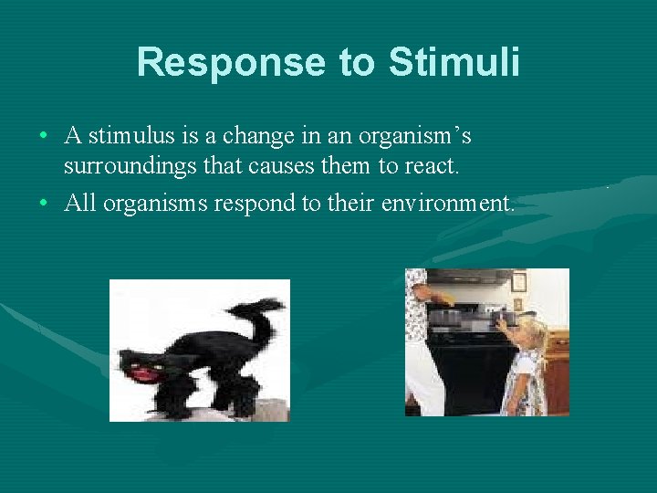 Response to Stimuli • A stimulus is a change in an organism’s surroundings that