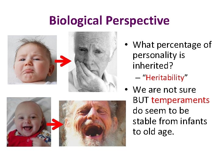Biological Perspective • What percentage of personality is inherited? – “Heritability” • We are