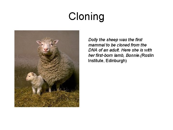 Cloning Dolly the sheep was the first mammal to be cloned from the DNA