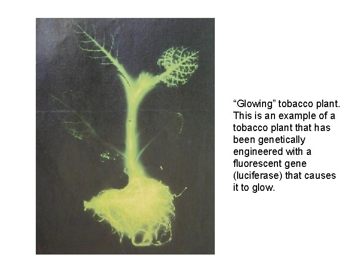 “Glowing” tobacco plant. This is an example of a tobacco plant that has been