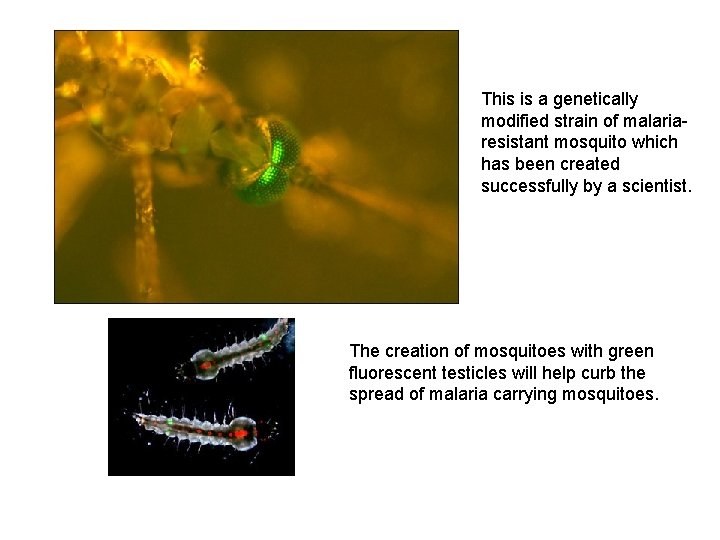 This is a genetically modified strain of malariaresistant mosquito which has been created successfully