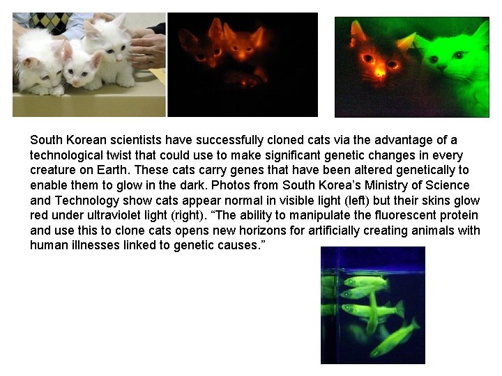 South Korean scientists have successfully cloned cats via the advantage of a technological twist
