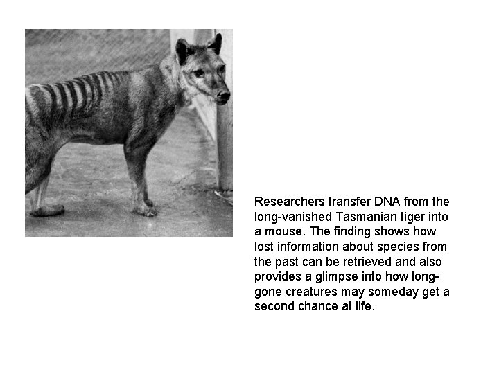 Researchers transfer DNA from the long-vanished Tasmanian tiger into a mouse. The finding shows