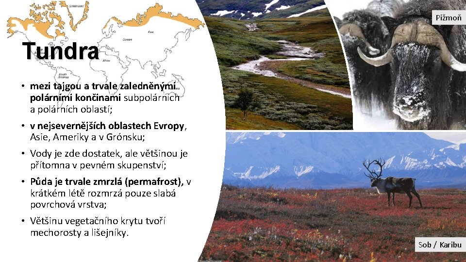 Pižmoň Tundra • mezi tajgou a trvale zaledněnými polárními končinami subpolárních a polárních oblastí;