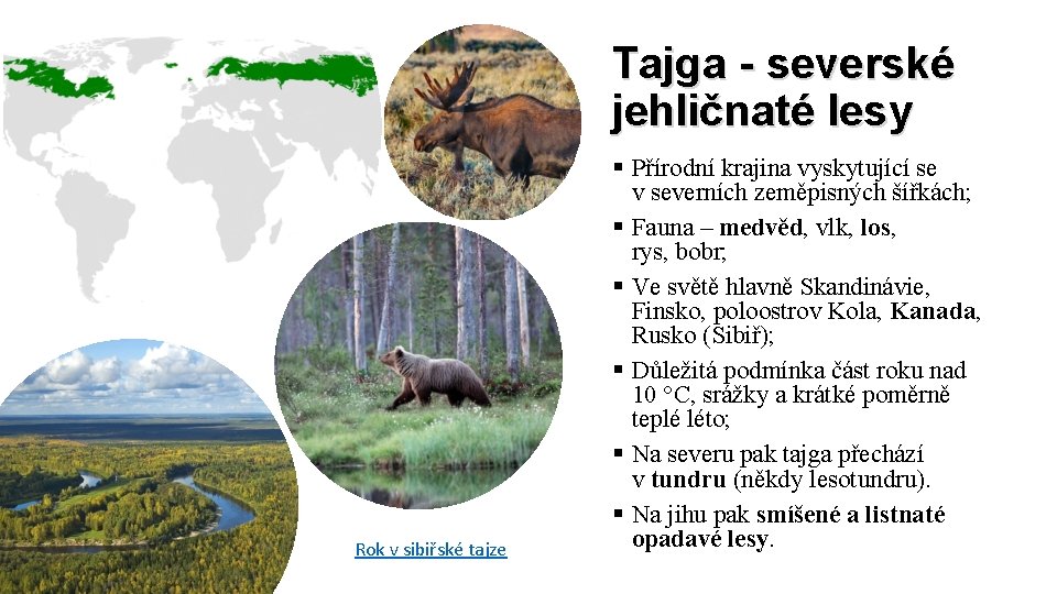 Tajga - severské jehličnaté lesy Rok v sibiřské tajze § Přírodní krajina vyskytující se