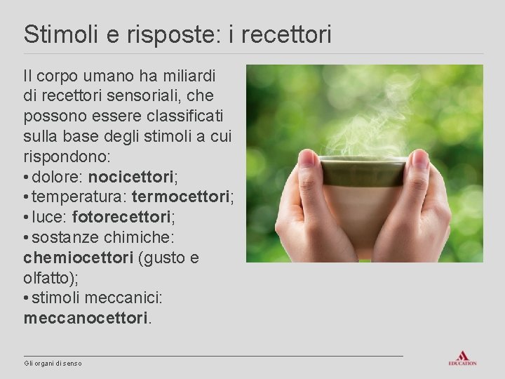 Stimoli e risposte: i recettori Il corpo umano ha miliardi di recettori sensoriali, che