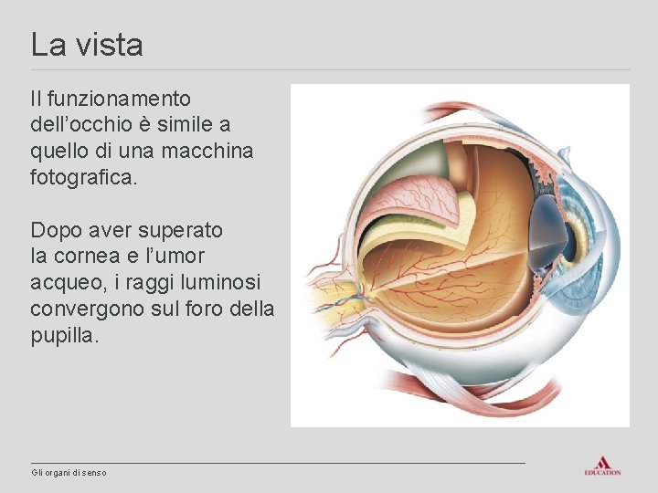 La vista Il funzionamento dell’occhio è simile a quello di una macchina fotografica. Dopo