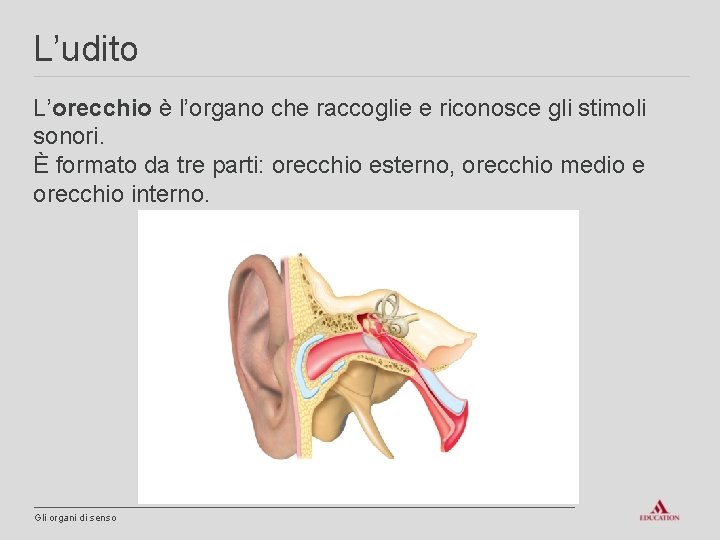 L’udito L’orecchio è l’organo che raccoglie e riconosce gli stimoli sonori. È formato da