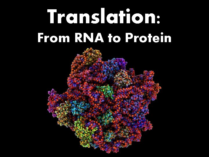 Translation: From RNA to Protein 