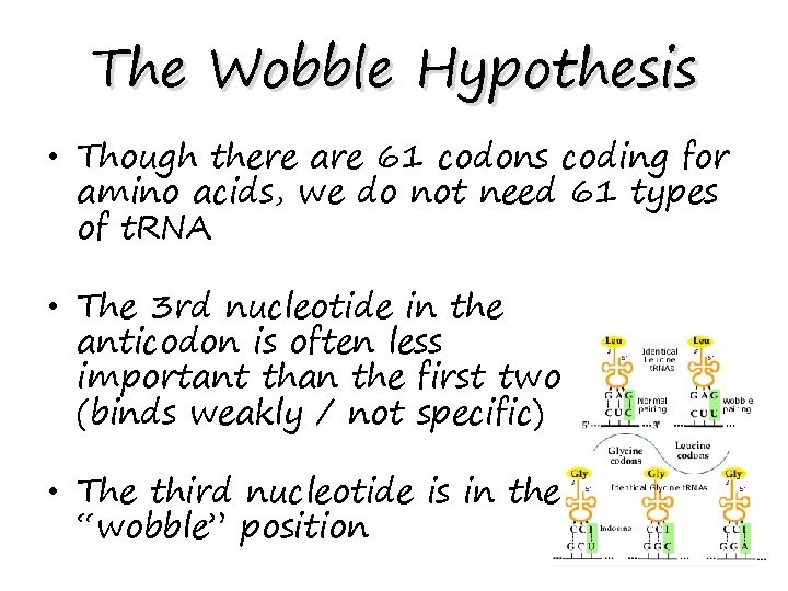 The Wobble Hypothesis • Though there are 61 codons coding for amino acids, we
