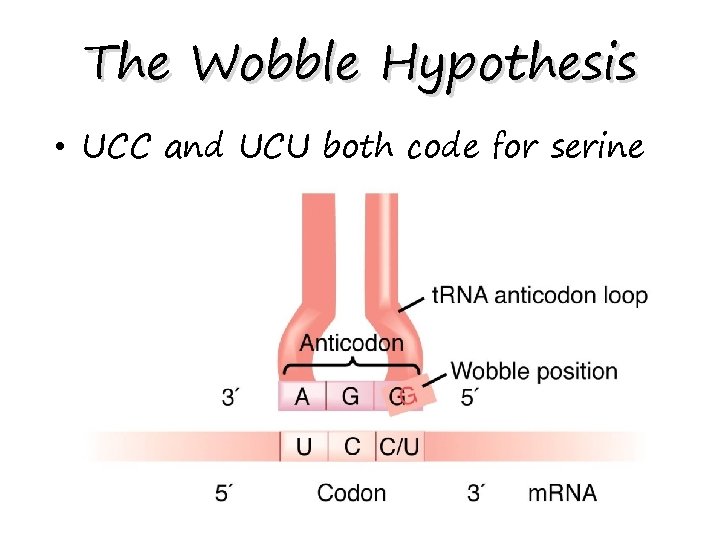 The Wobble Hypothesis • UCC and UCU both code for serine 