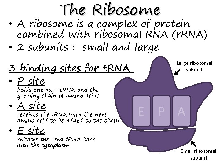 The Ribosome • A ribosome is a complex of protein combined with ribosomal RNA