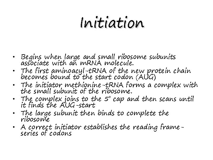 Initiation • Begins when large and small ribosome subunits associate with an m. RNA