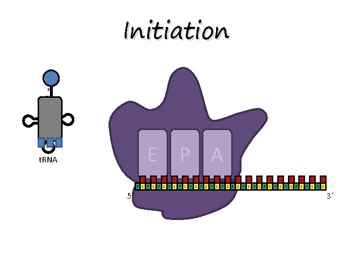 Initiation 3’ 5’ E P A t. RNA G G U A U G